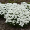 Snowsation™ Evergreen Candytuft (Iberis)
