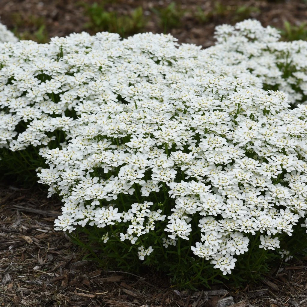 Snowsation™ Evergreen Candytuft (Iberis) 1 Snowsation™ Evergreen Candytuft (Iberis)