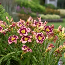 Rainbow Rhythm® 'Sound Of My Heart' Daylily -Great Garden Plants Shop sound of my heart daylily 1 scaled