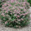 Double Play® Artisan® Spirea