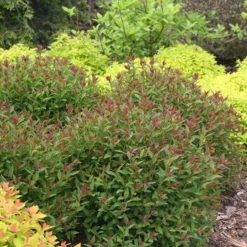 Double Play® Artisan® Spirea -Great Garden Plants Shop spiraea double play artisan 3 sw
