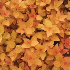 Double Play® Candy Corn® Spirea 7 Double Play® Candy Corn® Spirea -Great Garden Plants Shop spiraea double play candy corn 3 sw