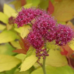 Double Play® Candy Corn® Spirea 8 Double Play® Candy Corn® Spirea -Great Garden Plants Shop spiraea double play candy corn 4 sw