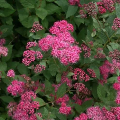 Double Play® Pink Spirea -Great Garden Plants Shop spiraea double play pink 4 sw