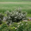 Wedding Cake® Bridal Wreath Spirea