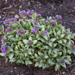 'Spot On' Lungwort 6 'Spot On' Lungwort -Great Garden Plants Shop spot on lungwort 3