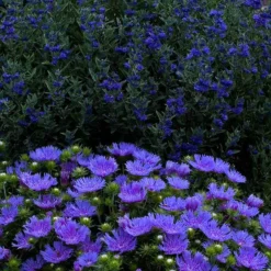 'Peachie's Pick' Stokes' Aster -Great Garden Plants Shop stokesia peachies pick 3