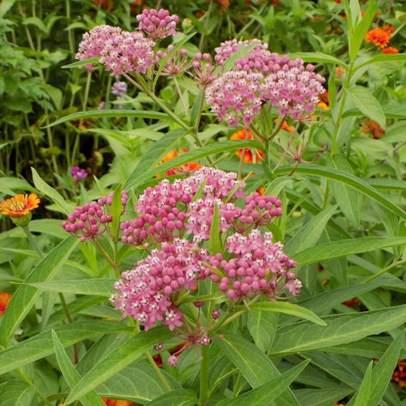 'Cinderella' Swamp Milkweed 2 'Cinderella' Swamp Milkweed - Image 2