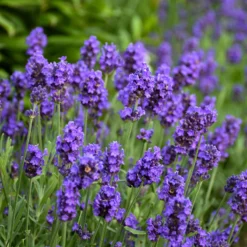 Sweet Romance® Lavender 6 Sweet Romance® Lavender -Great Garden Plants Shop sweet romance lavandula 2