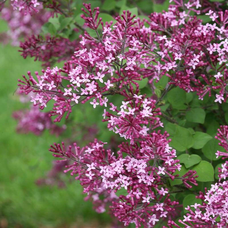 Bloomerang® Dark Purple Reblooming Lilac 3 Bloomerang® Dark Purple Reblooming Lilac - Image 3
