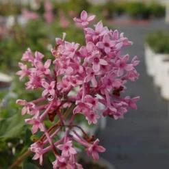 Bloomerang® Dwarf Pink Reblooming Lilac 10 Bloomerang® Dwarf Pink Reblooming Lilac -Great Garden Plants Shop syringa bloomerang dwarf pink lilac 4 8966bce5 8ef0 449e a4c9 daa5789b0725 sw