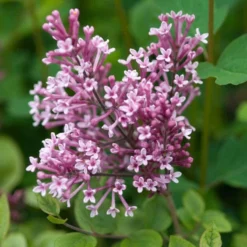 Bloomerang® Dwarf Pink Reblooming Lilac 11 Bloomerang® Dwarf Pink Reblooming Lilac -Great Garden Plants Shop syringa bloomerang dwarf pink lilac 5 50a99c2d 27cc 441b 9d5a 6c5c9f36fb3a sw