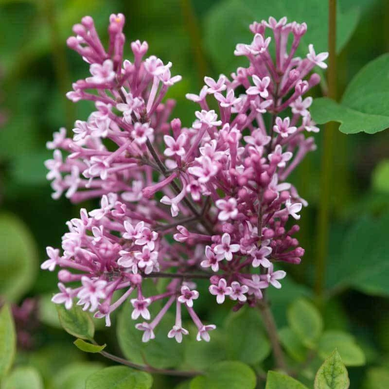 Bloomerang® Dwarf Pink Reblooming Lilac 5 Bloomerang® Dwarf Pink Reblooming Lilac - Image 5