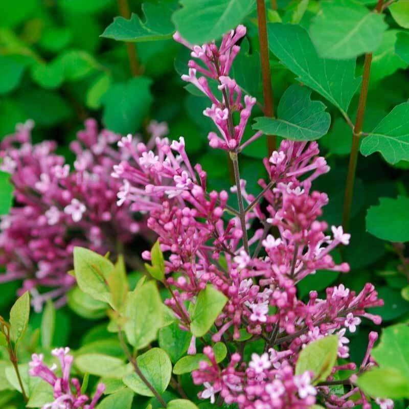Bloomerang® Dwarf Pink Reblooming Lilac 6 Bloomerang® Dwarf Pink Reblooming Lilac - Image 6