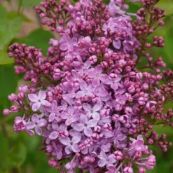 Scentara Pura® Lilac 7 Scentara Pura® Lilac -Great Garden Plants Shop syringa scentara pura 5