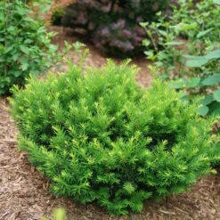 Stonehenge Dark Druid® Yew 6 Stonehenge Dark Druid® Yew -Great Garden Plants Shop taxus stonehenge dark druid yew 3