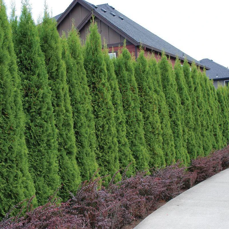 'Emerald Green' Arborvitae (aka 'Smaragd') 1 'Emerald Green' Arborvitae (aka 'Smaragd')