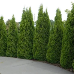 'Emerald Green' Arborvitae (aka 'Smaragd') 12 'Emerald Green' Arborvitae (aka 'Smaragd') -Great Garden Plants Shop thuja emerald arborvitae 5 sw