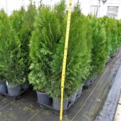 'Emerald Green' Arborvitae (aka 'Smaragd') 13 'Emerald Green' Arborvitae (aka 'Smaragd') -Great Garden Plants Shop thuja emerald arborvitae 6 sw