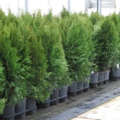 'Emerald Green' Arborvitae (aka 'Smaragd') 14 'Emerald Green' Arborvitae (aka 'Smaragd') -Great Garden Plants Shop thuja emerald arborvitae 7 sw