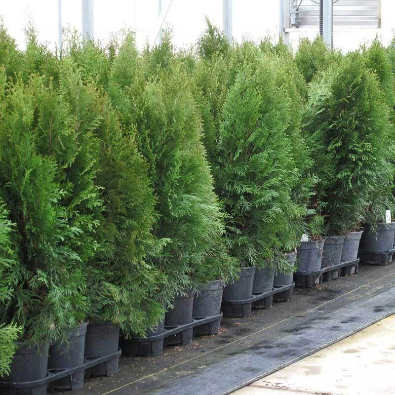 'Emerald Green' Arborvitae (aka 'Smaragd') 7 'Emerald Green' Arborvitae (aka 'Smaragd') - Image 7