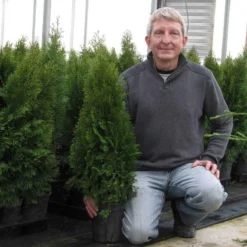'Emerald Green' Arborvitae (aka 'Smaragd') 15 'Emerald Green' Arborvitae (aka 'Smaragd') -Great Garden Plants Shop thuja emerald arborvitae 8 sw