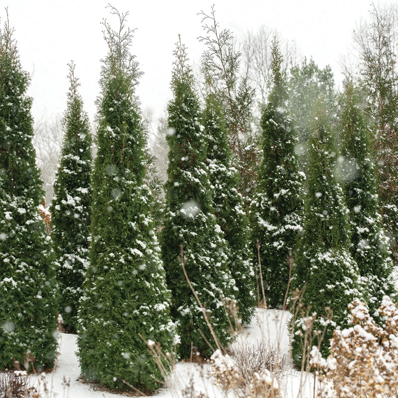 North Pole® Arborvitae 2 North Pole® Arborvitae - Image 2