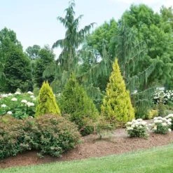 Fluffy® Arborvitae -Great Garden Plants Shop thuja plicata fluffy 3 sw