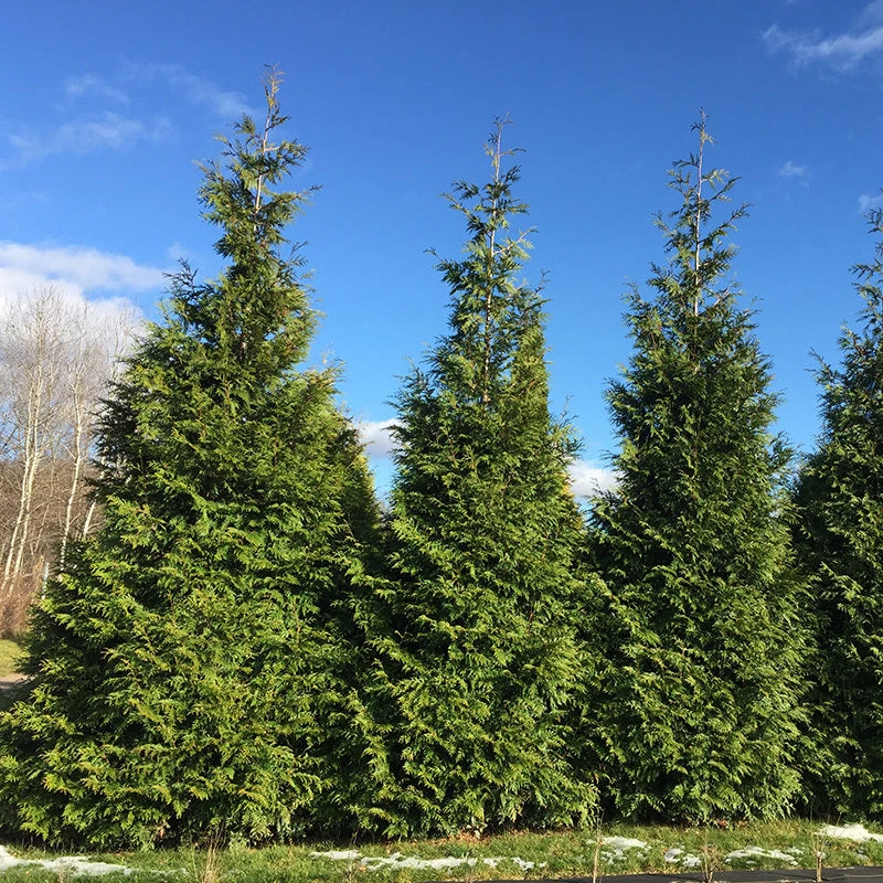 Spring Grove® Western Arborvitae 1 Spring Grove® Western Arborvitae