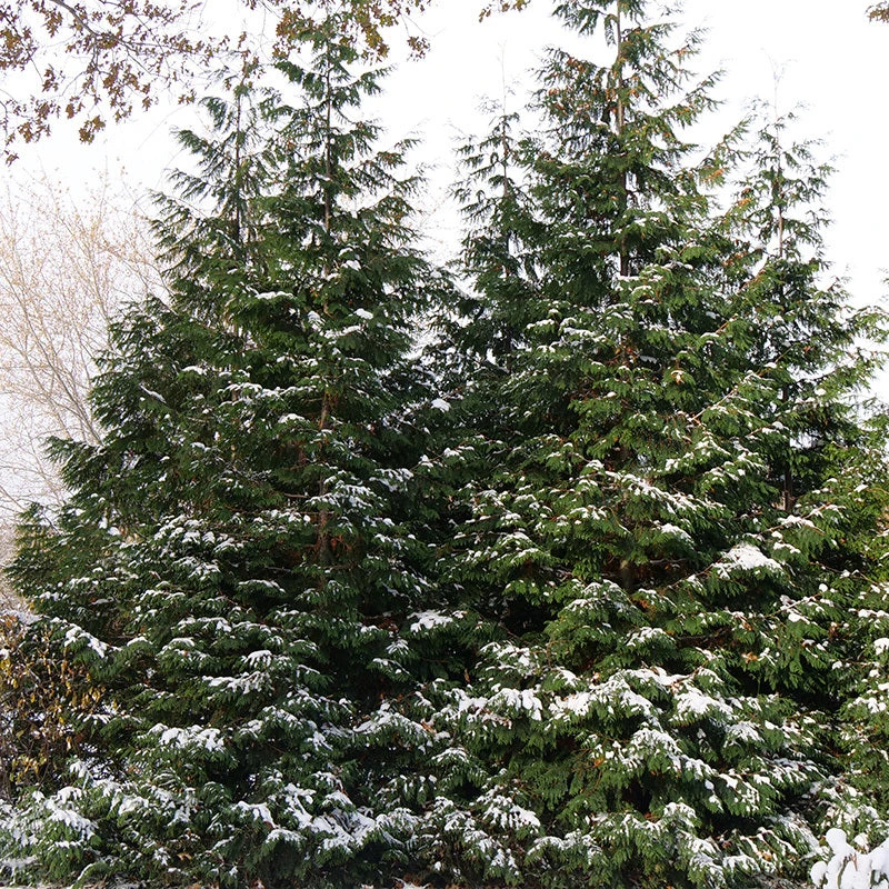 Spring Grove® Western Arborvitae 2 Spring Grove® Western Arborvitae - Image 2