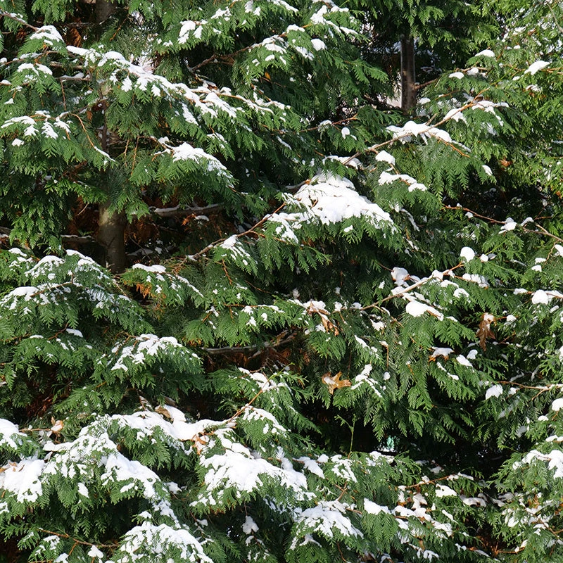 Spring Grove® Western Arborvitae 4 Spring Grove® Western Arborvitae - Image 4