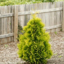 Polar Gold® Arborvitae -Great Garden Plants Shop thuja polar gold 1