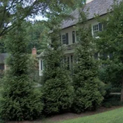 'Hetz Wintergreen' Arborvitae -Great Garden Plants Shop thuja wintergreen arborvitae 3 sw