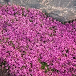 Red Creeping Thyme -Great Garden Plants Shop thymus coccineus creeping thyme 2 sw