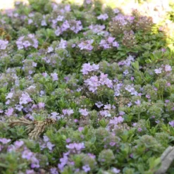 Wooly Thyme