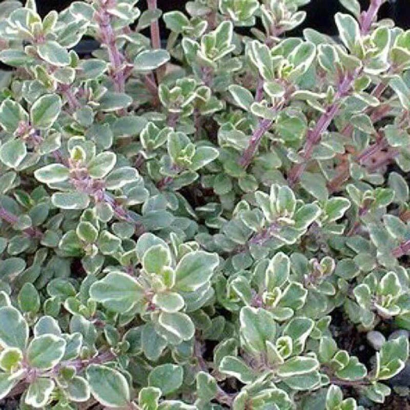 Silver Thyme 1 Silver Thyme