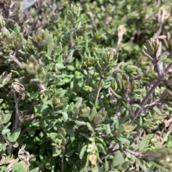 English Thyme