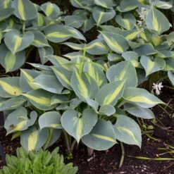 'Touch Of Class' Hosta -Great Garden Plants Shop touch of class hosta 3