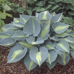 'Touch Of Class' Hosta -Great Garden Plants Shop touch of class hosta 4
