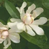 'Venus' Sweetshrub