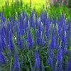 Magic Show® 'Wizard Of Ahhs' Spike Speedwell