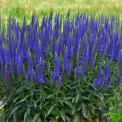 Magic Show® 'Wizard Of Ahhs' Spike Speedwell 7 Magic Show® 'Wizard Of Ahhs' Spike Speedwell -Great Garden Plants Shop veronica wizard of ahhs spike speedwell 2