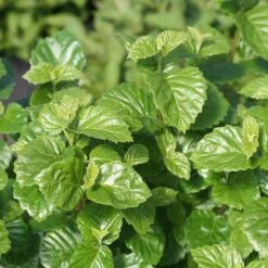 Glitters & Glows™ Viburnum Combination -Great Garden Plants Shop viburnum all that glitters 2 sw