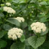 All That Glows® Arrowwood Viburnum