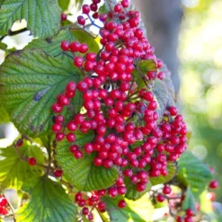 Cardinal Candy® Linden Viburnum -Great Garden Plants Shop viburnum dilitatum cardinal candy 3 sw