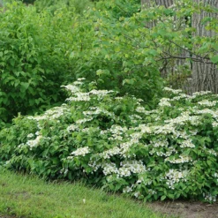 Wabi-Sabi® Doublefile Viburnum -Great Garden Plants Shop viburnum wabi sabi 3