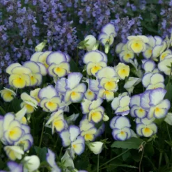 'Etain' Perennial Violet -Great Garden Plants Shop viola etain 2