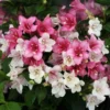 Czechmark Trilogy® Weigela