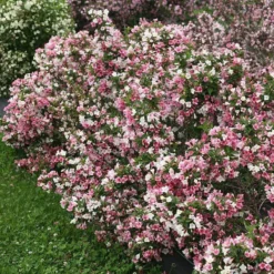 Czechmark Trilogy® Weigela 10 Czechmark Trilogy® Weigela -Great Garden Plants Shop weigela czechmark trilogy 2 sw