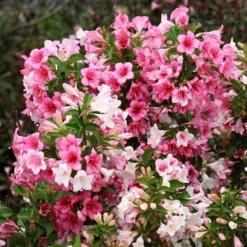 Czechmark Trilogy® Weigela 9 Czechmark Trilogy® Weigela -Great Garden Plants Shop weigela czechmark trilogy 3 sw